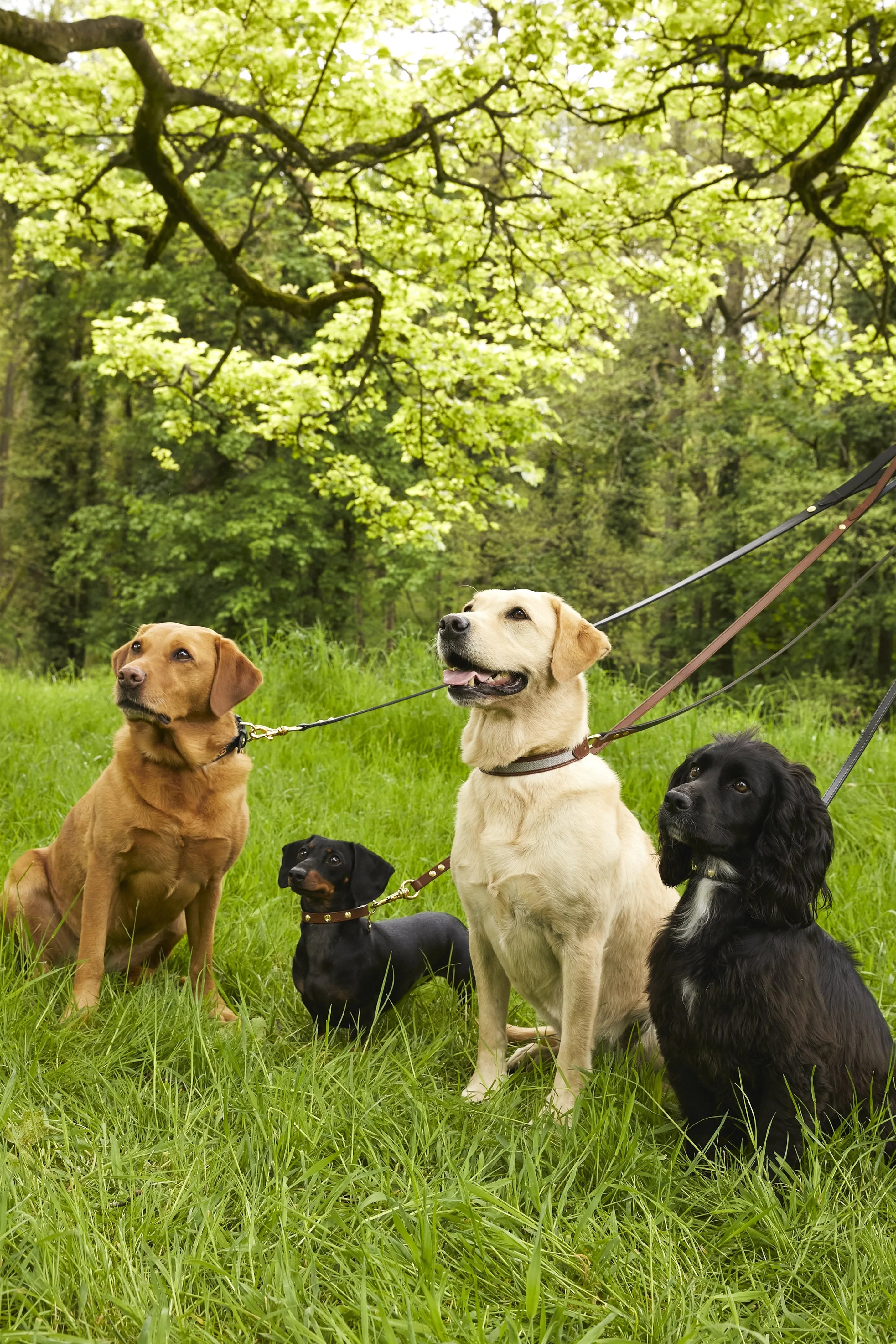 Classic Dog Lead (Black)