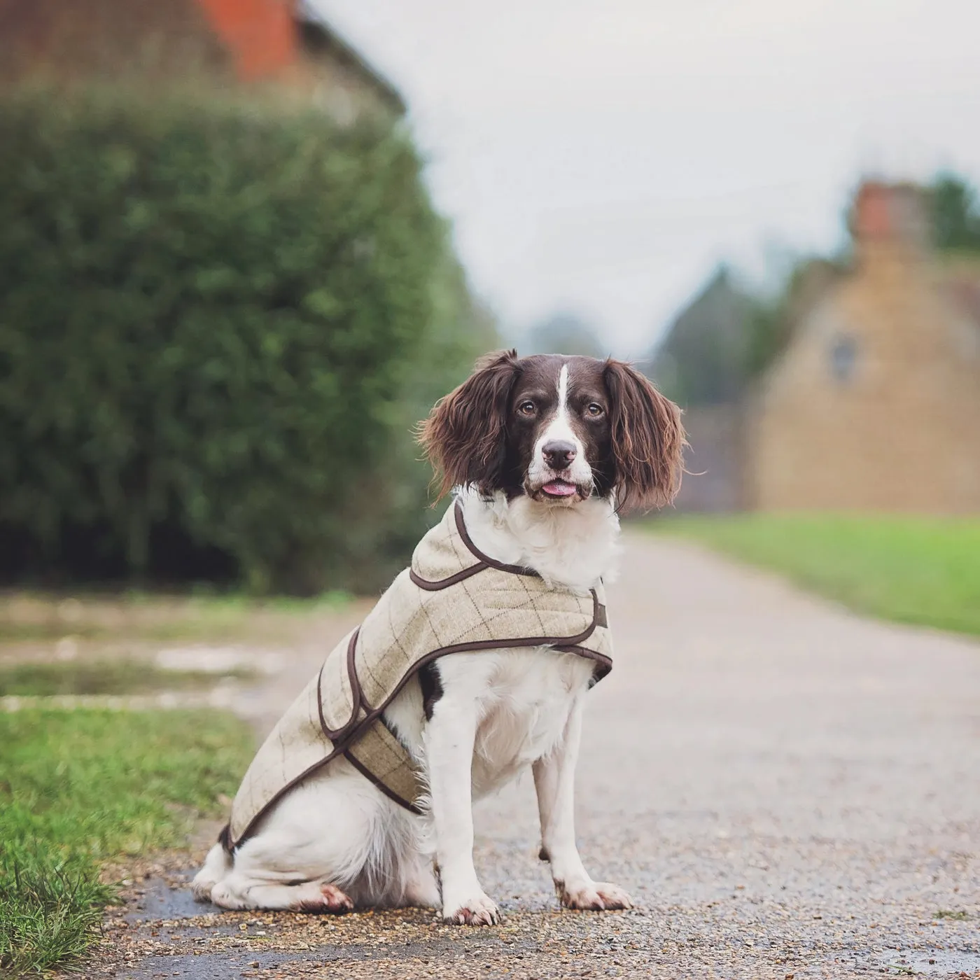 Oatmeal Jasper Dog Coat